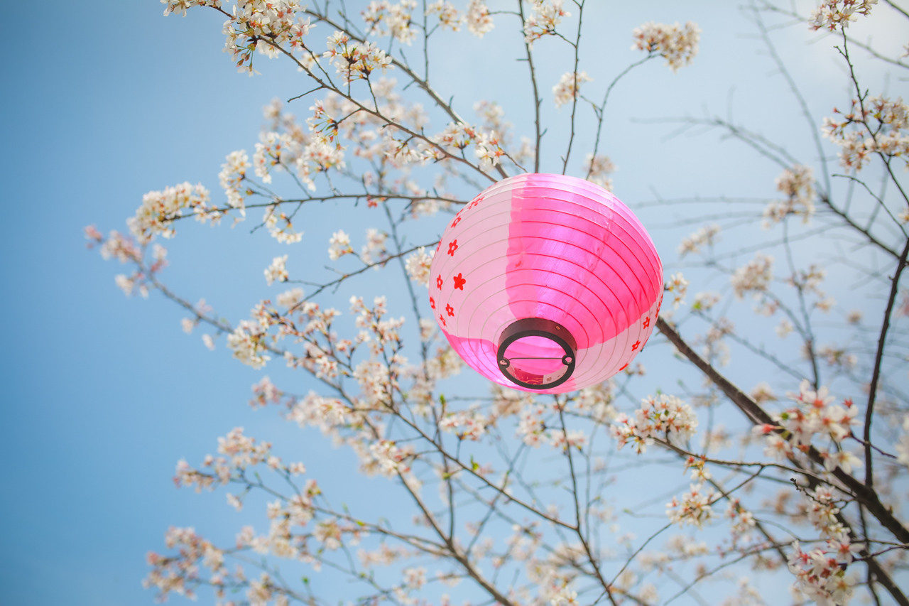 三月的拈花湾樱花烂漫,烟花三月桃花