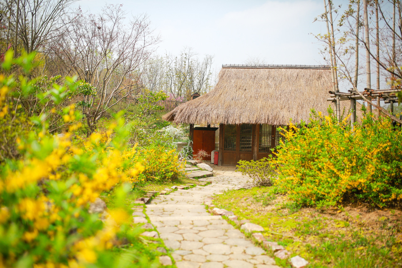 三月的拈花湾樱花烂漫,烟花三月桃花