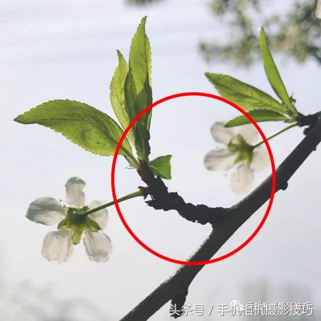 读者投稿点评，这些照片该如何改进？