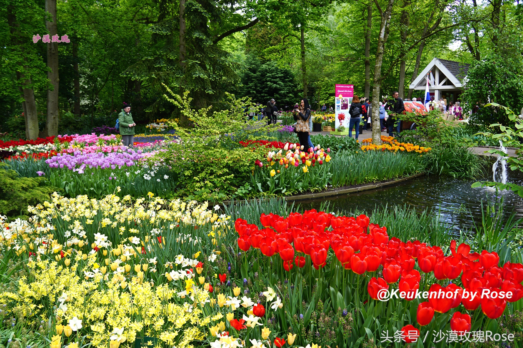 荷兰哪里可以看到郁金香花海,荷兰的郁金香花图