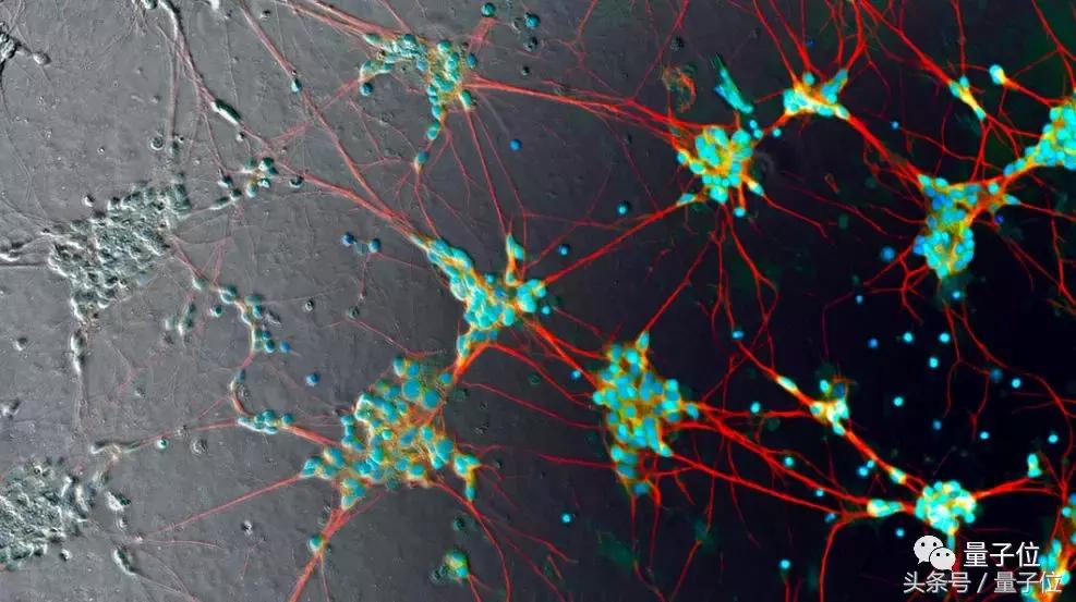 Cell：和免疫荧光标记说拜拜|谷歌深度学习模型预测荧光位置