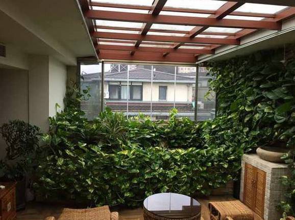 怎样养绿萝才能茂盛视频,屋内绿萝怎么养比较茂盛