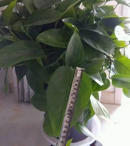 怎样养绿萝才能茂盛视频,屋内绿萝怎么养比较茂盛