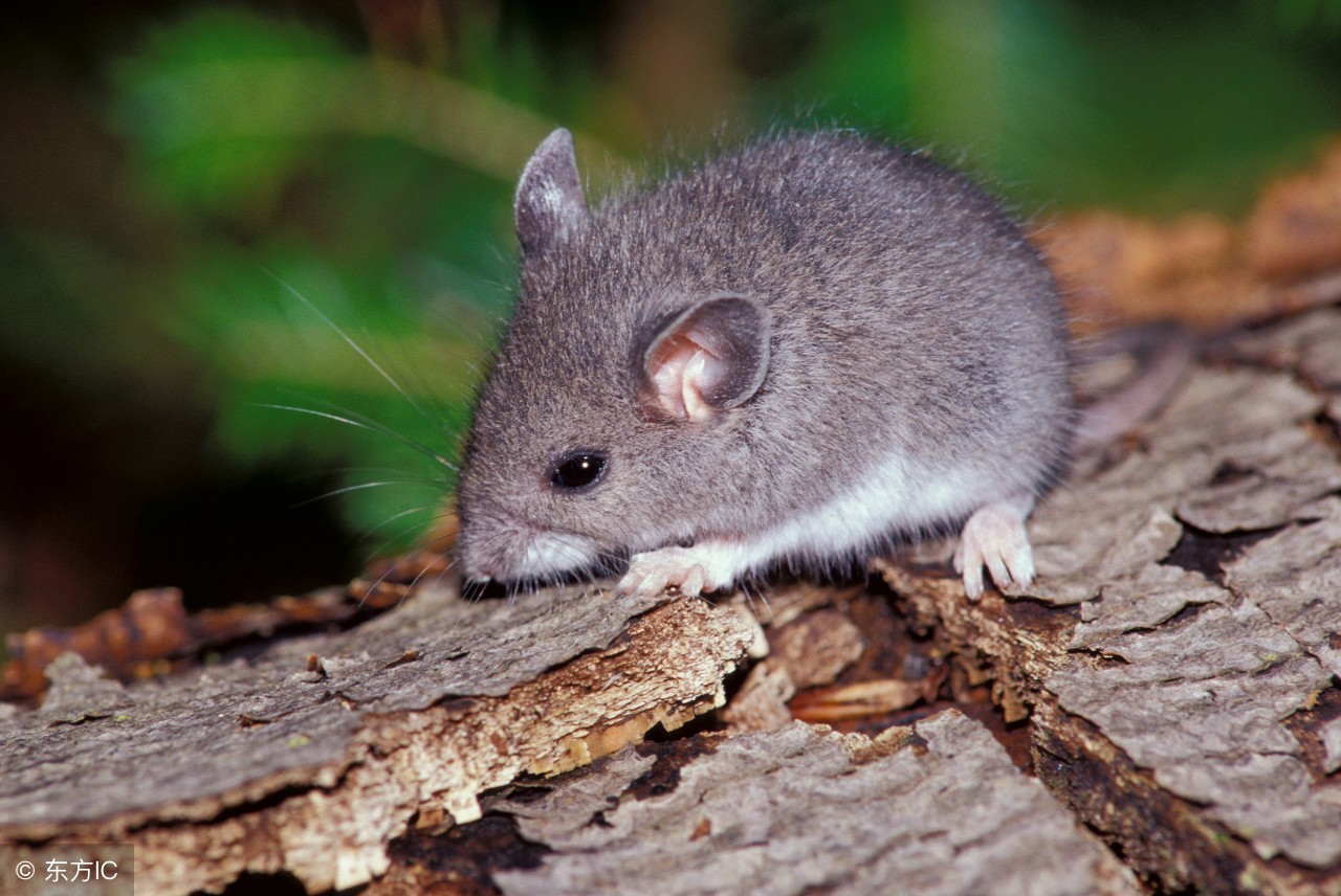 属鼠的金鼠好不好,20年的金鼠好不好