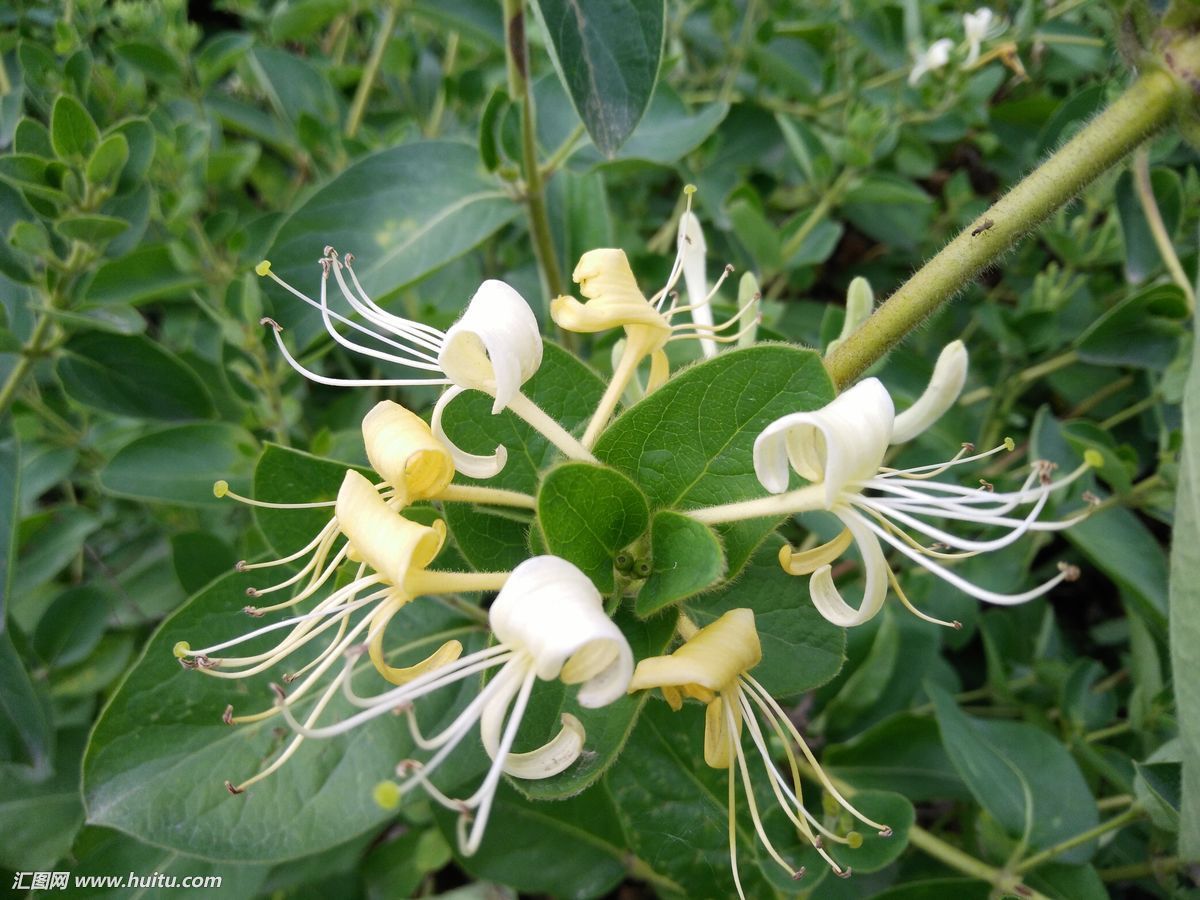 藤类的花卉都有什么,所有的藤类功效