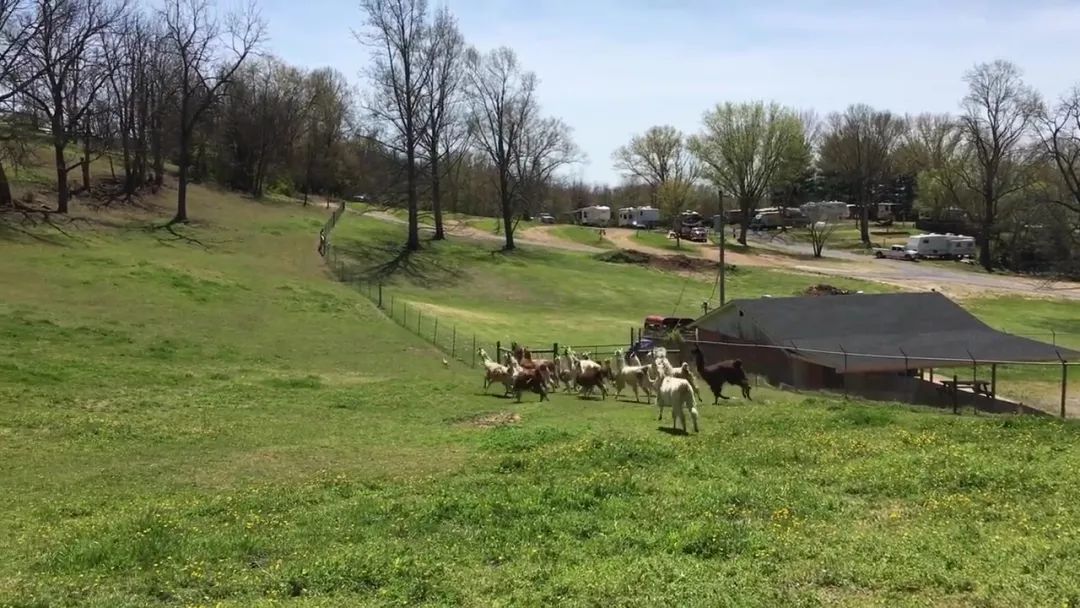 狗狗误闯300米,狗狗误闯鹿群