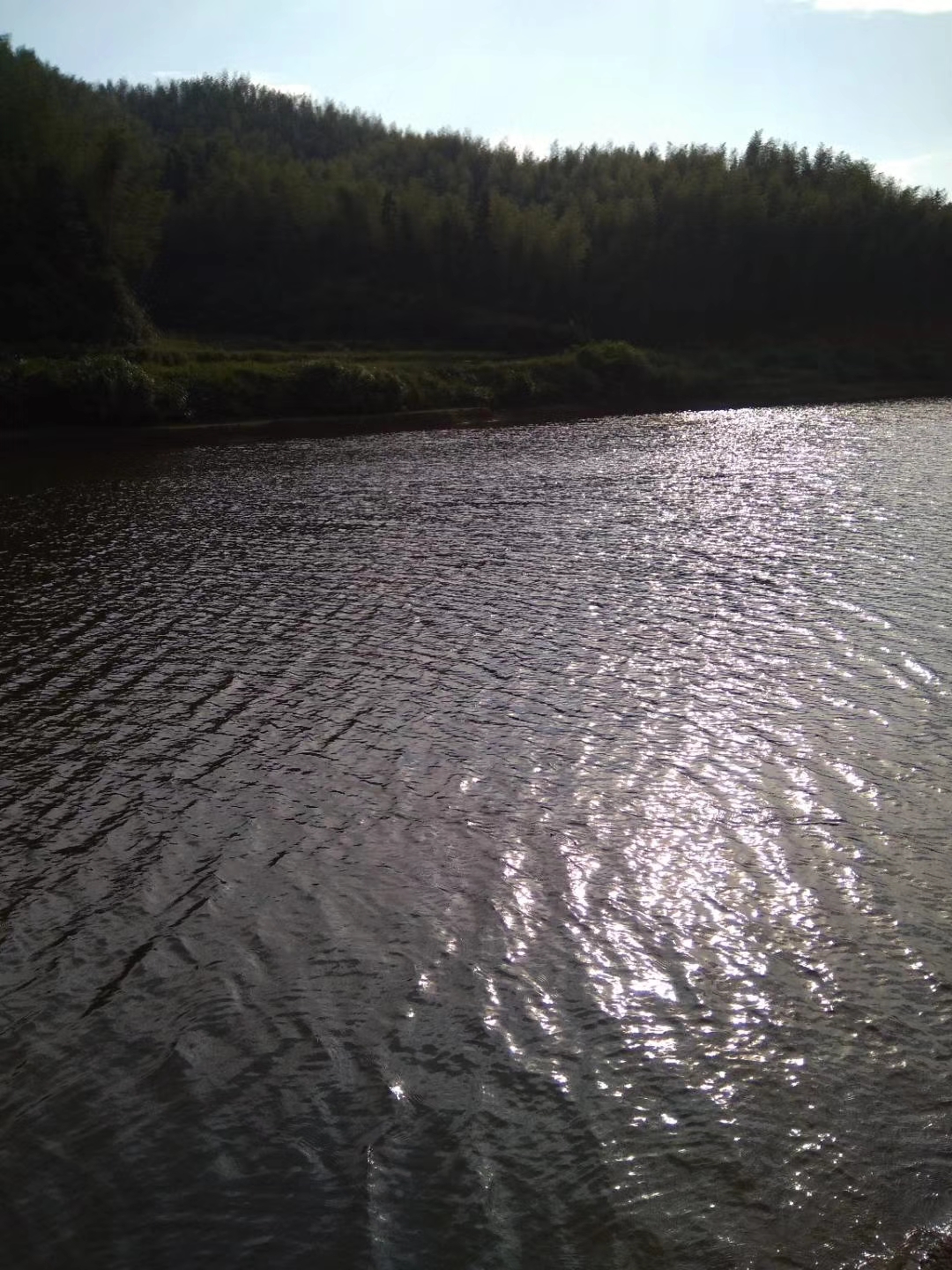高山水库野钓鲤鱼,高山水库野钓