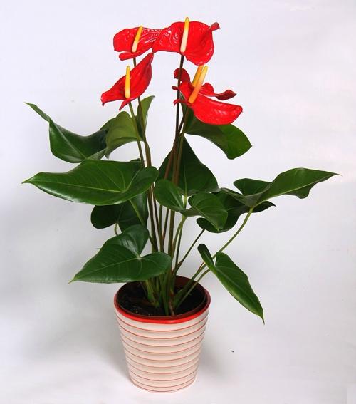 红掌叶子发黄怎么养才能长得茂盛,红掌的叶片发黄是什么原因