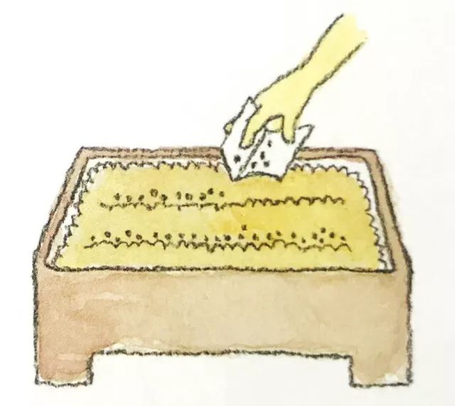 阳台种菜高产栽培技术,8款常见蔬菜阳台种植教程