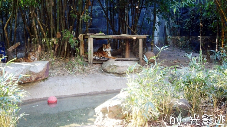澳洲旅游必去动物园,澳洲动物园游记
