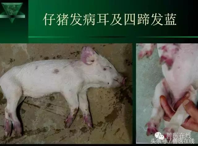 有图有真相——看猪病专家进行蓝耳病的现场诊断和详解！