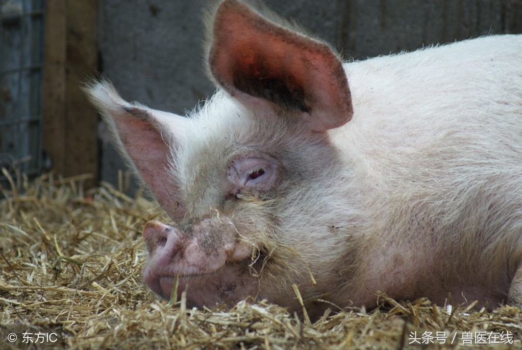 猪病兽医必看的蓝耳病现场诊断