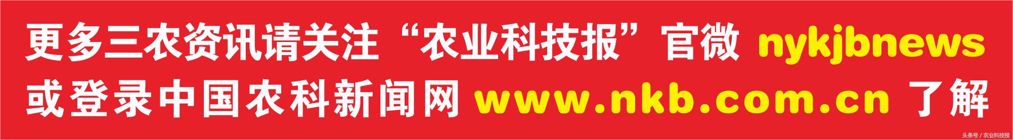 中国桃子十大名桃排名,中国最好的桃子品种