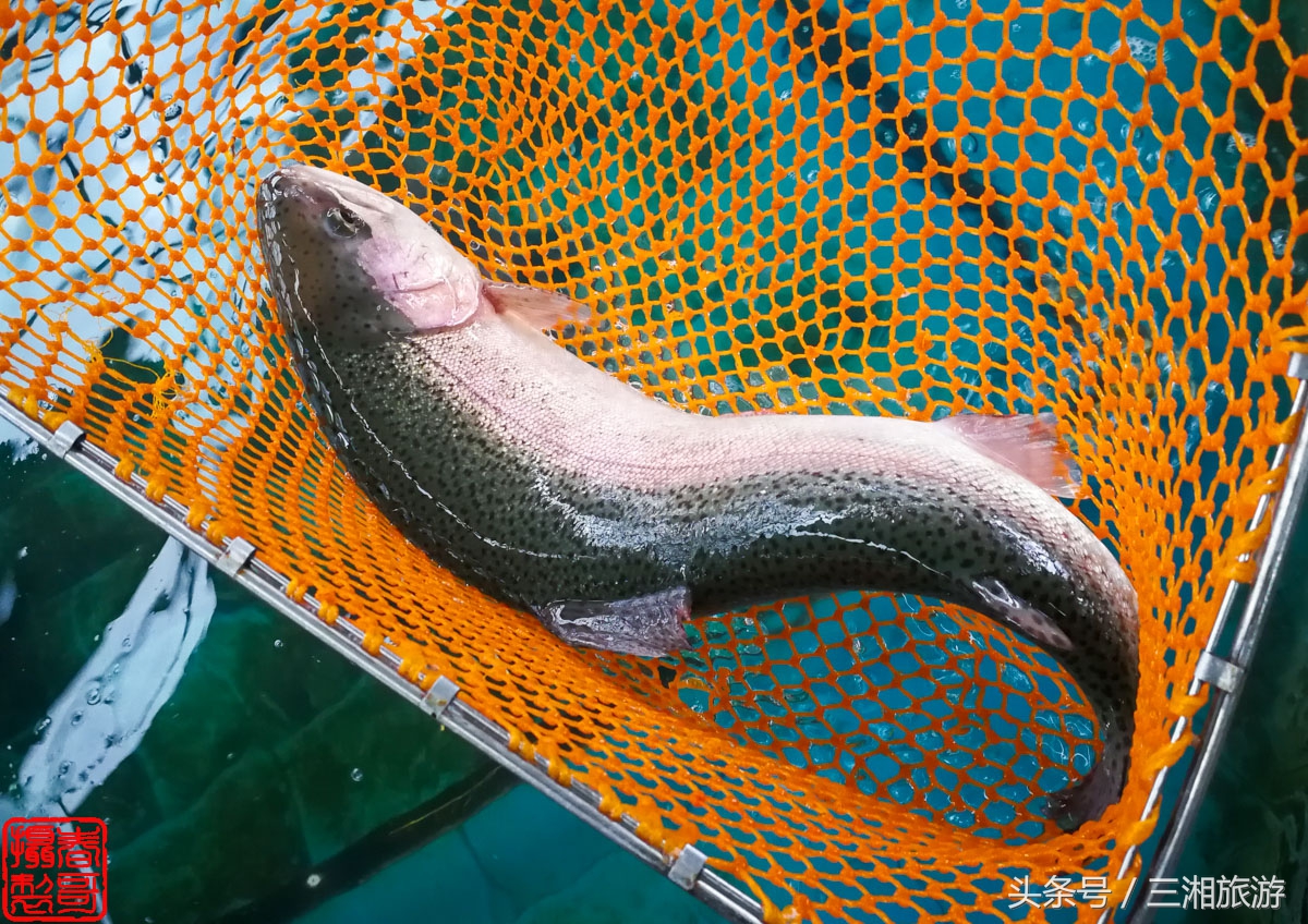 株洲生态休闲农庄生态餐饮,株洲野生鱼饭店