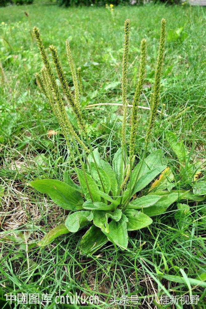 “多子多孙”补肾第一名方：五子衍宗丸