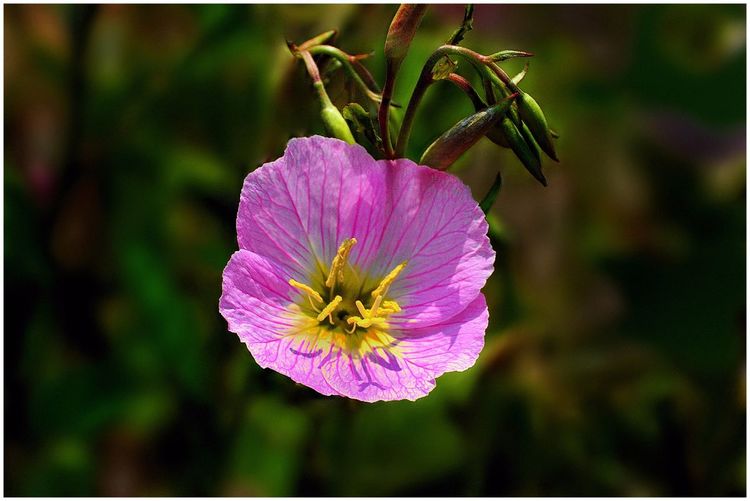 代表独特的花语的花是什么,什么花的花语是惊艳人心的呢