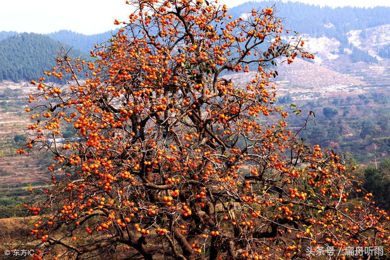 柿子红色的小山村,柿林村简介