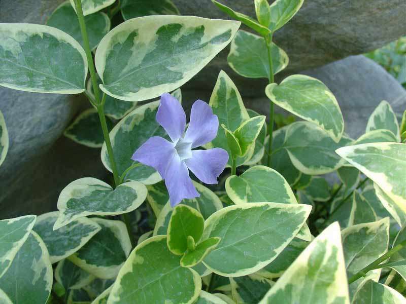 花叶蔓长春花和金边黄杨的区别,花叶蔓长春花耐寒多少度