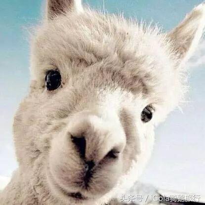 旅游必带的手信,旅游必买的手信