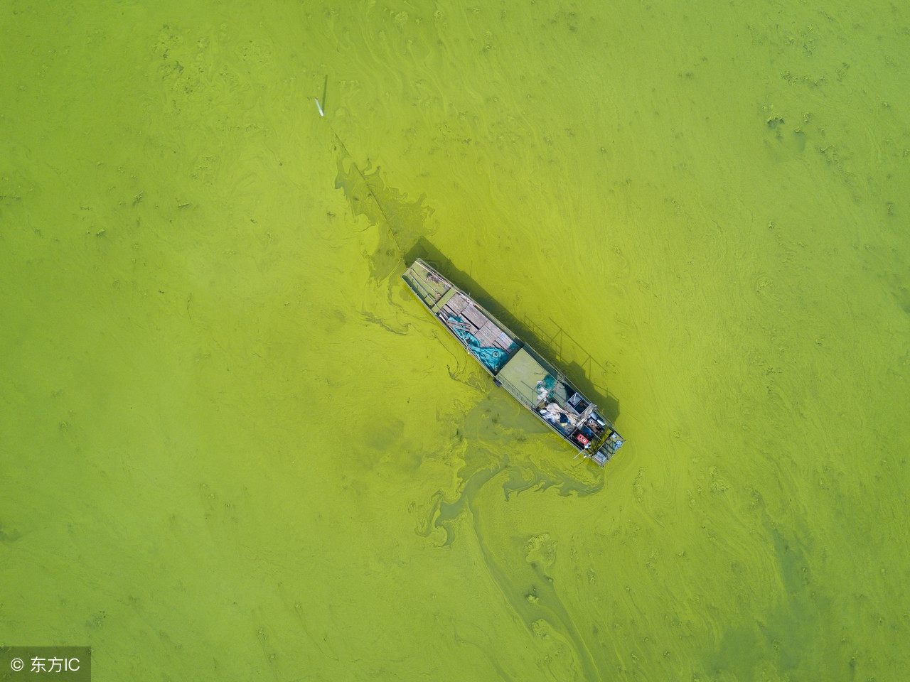 鱼池蓝藻灭杀方法,杀蓝藻最好的办法