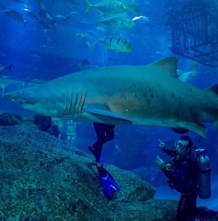 迪拜转机如何游玩,迪拜转机一日游怎么玩