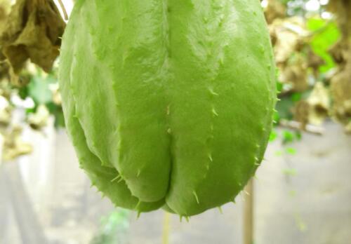 洋丝瓜种植时间及技术要点是什么,洋丝瓜怎么种植才更容易存活