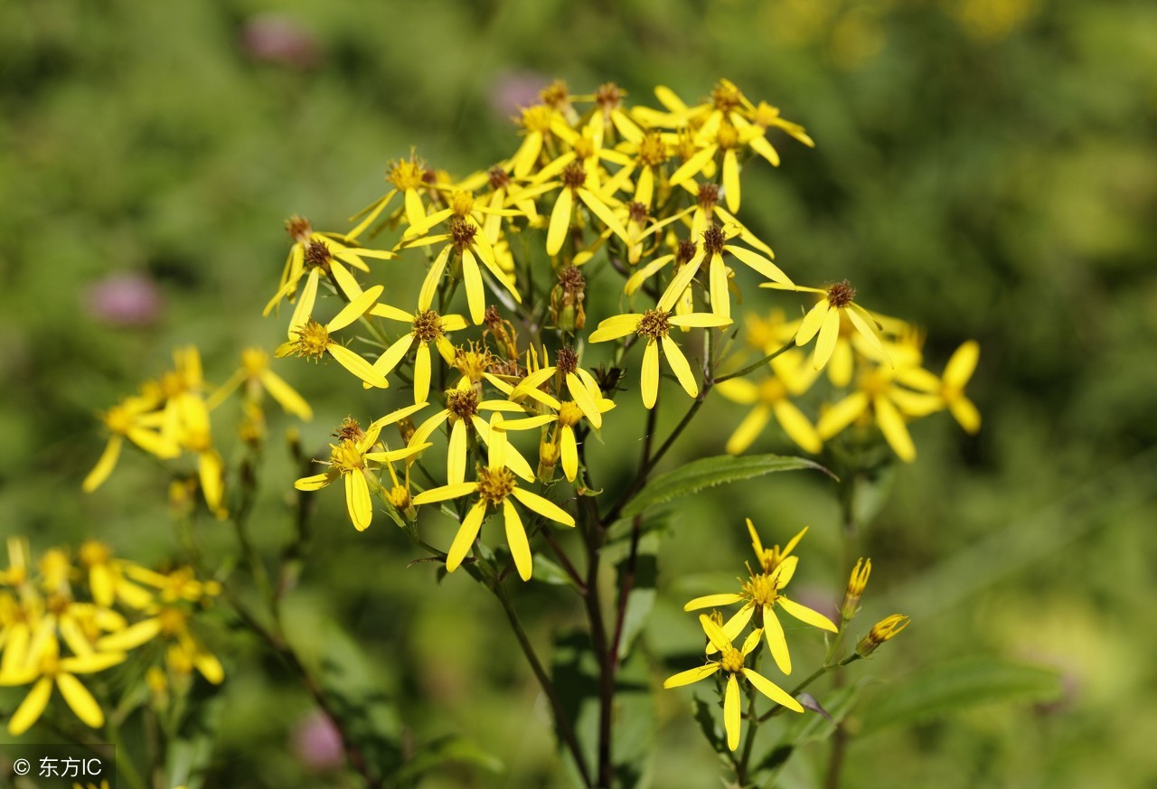 一味中药千里光,有什么中药和千里光一样功效