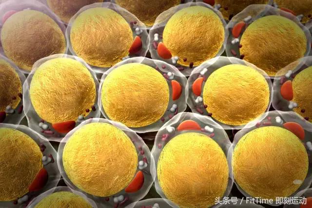 小肚腩瘦不下去怎么办,有肚腩怎么减掉小肚子呢图片