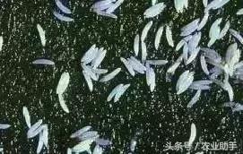 柑橘大实蝇在什么时候开始预防,农业农村局柑橘大实蝇防控方案