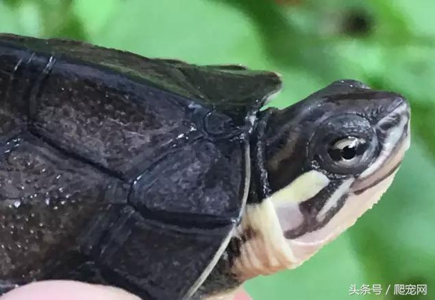 石金钱龟颜色及投资价值的关系