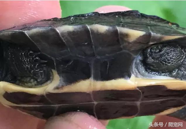 石金钱龟颜色及投资价值的关系