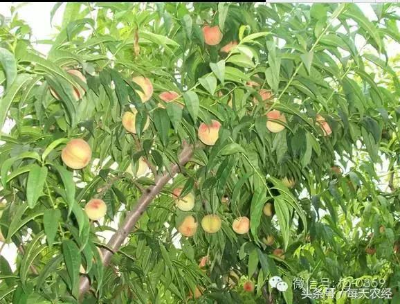 桃树叶子缩叶病,桃树缩叶病防治方法