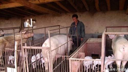 猪发高烧41度至42度用什么药退烧,猪反复高烧不吃食用什么药好