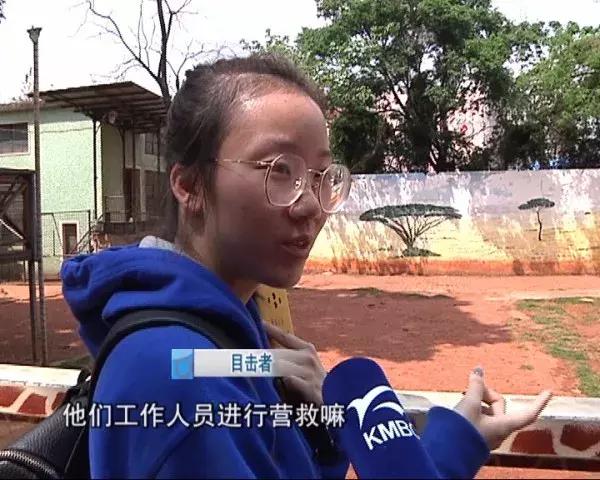 长颈鹿海荣视频,长颈鹿受伤倒地