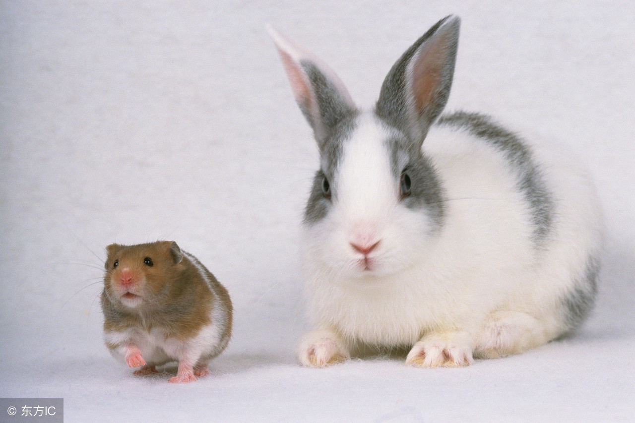 生肖兔，你总算要转变成“吉祥兔”了，这大喜可要接住了！