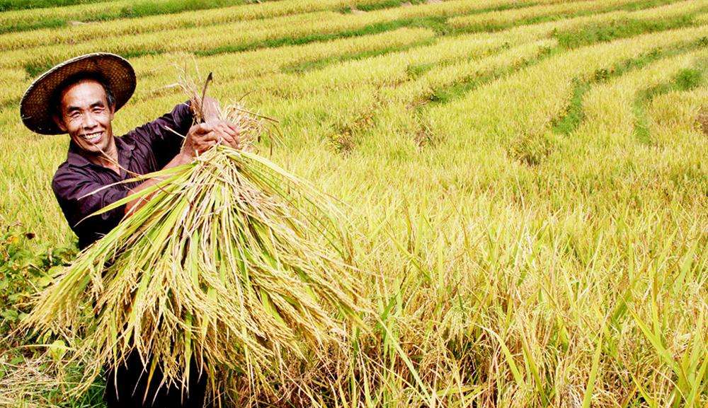 故乡故土,故乡难回故土难