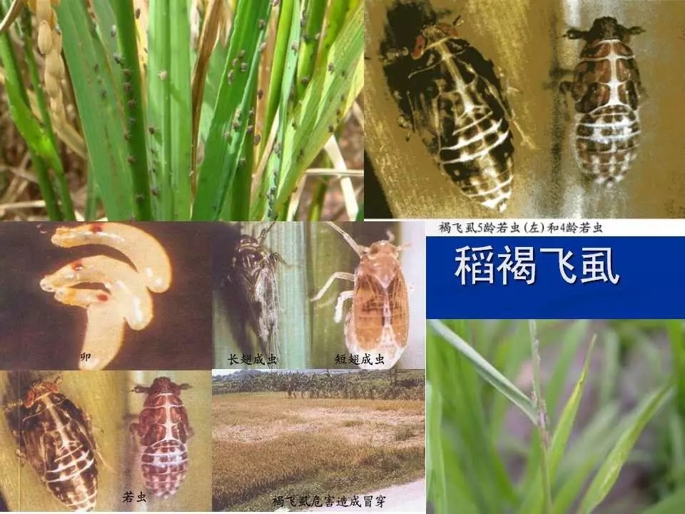 重庆室内常见害虫,储粮害虫常见图片