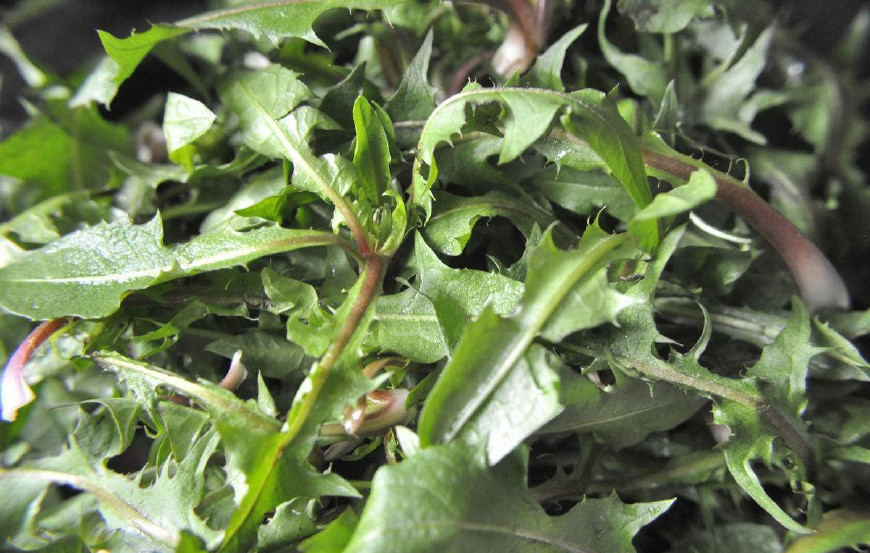 婆婆丁是蒲公英的别名,婆婆丁的学名是蒲公英吗