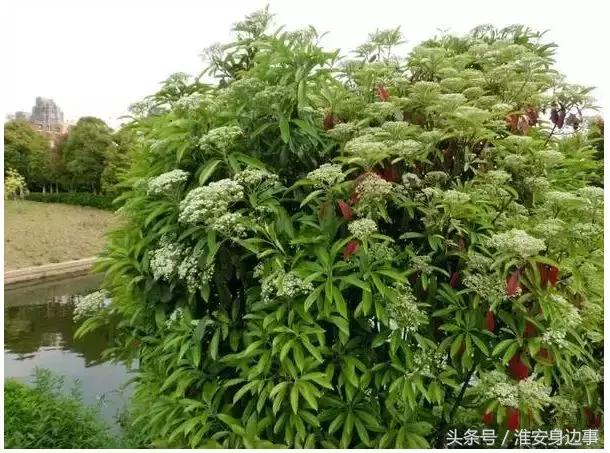 淮安市石楠花,淮安的石楠花