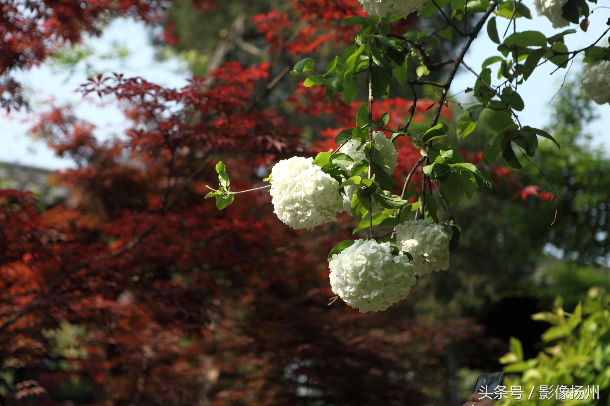 今天下午,在游客爆棚的个园内,传来了悠扬的古琴声声