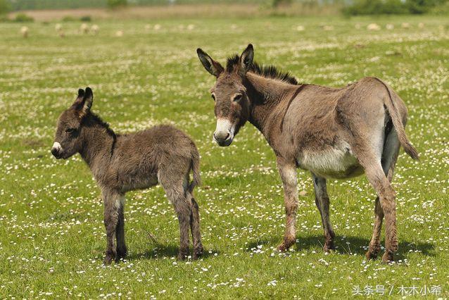 12个孕期的动物,怀孕期最长的动物是什么动物