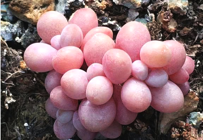 冬天桃蛋的养殖方法和注意事项,桃蛋露养的正确方法