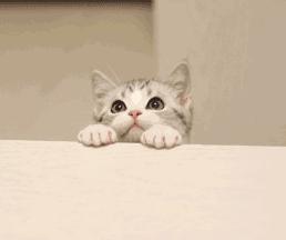 csgo初学者蝴蝶刀推荐,csgo入门蝴蝶刀