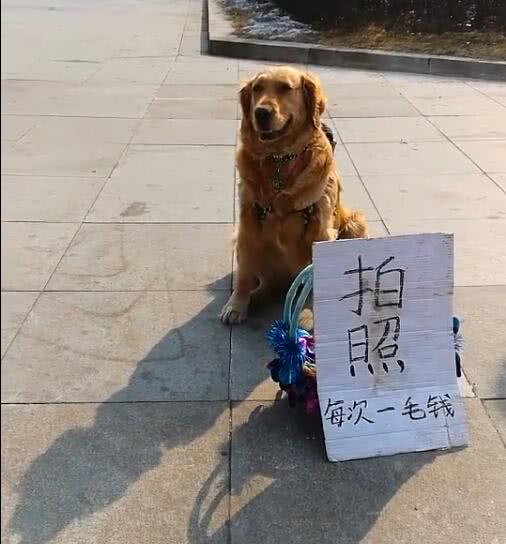 金毛犬摆地摊卖菜,金毛摆摊卖零食