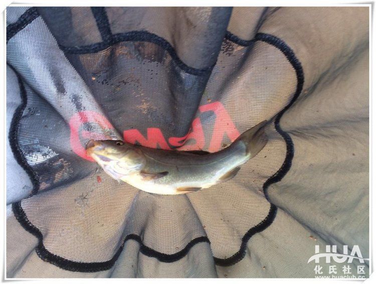 一味鲫有竿稍吗,一味鲫上鱼
