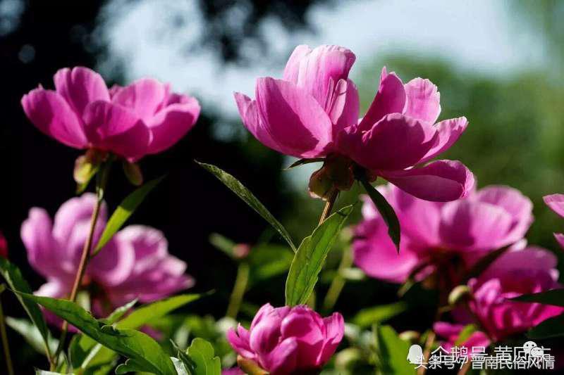 鄢陵花博园花卉节,许昌鄢陵花博园芍药节