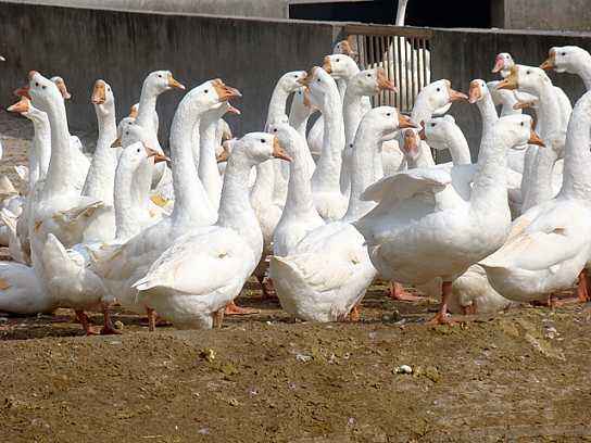 哪种鹅的品种最好产蛋多,鹅什么品种产蛋最多好