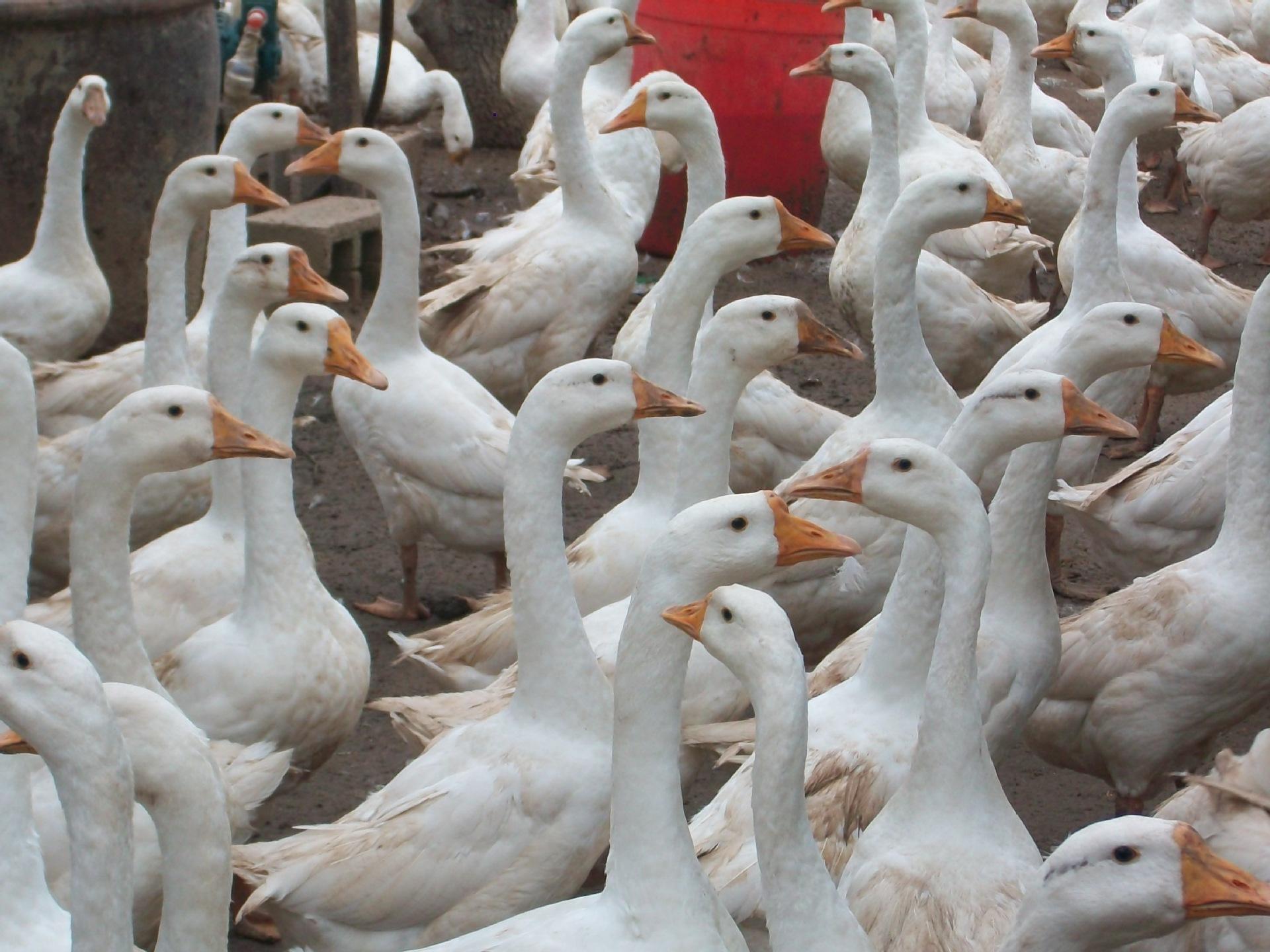 哪种鹅的品种最好产蛋多,鹅什么品种产蛋最多好