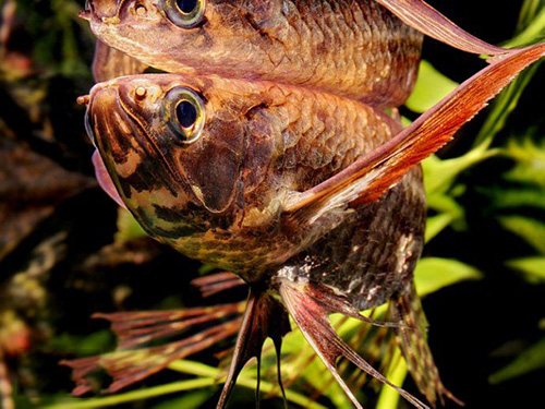 有什么样子奇特的观赏鱼,世界十大奇特的观赏鱼