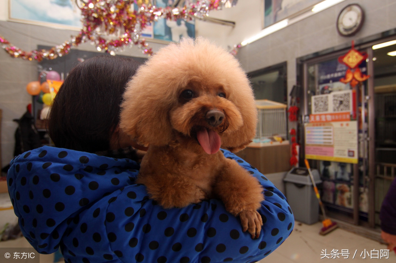 饲养泰迪犬的9大致命错误,饲养泰迪犬的错误方法你知道几个